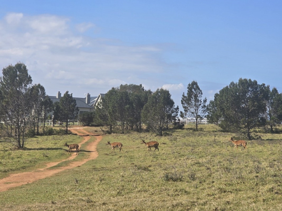 0 Bedroom Property for Sale in Kabeljauws Eastern Cape